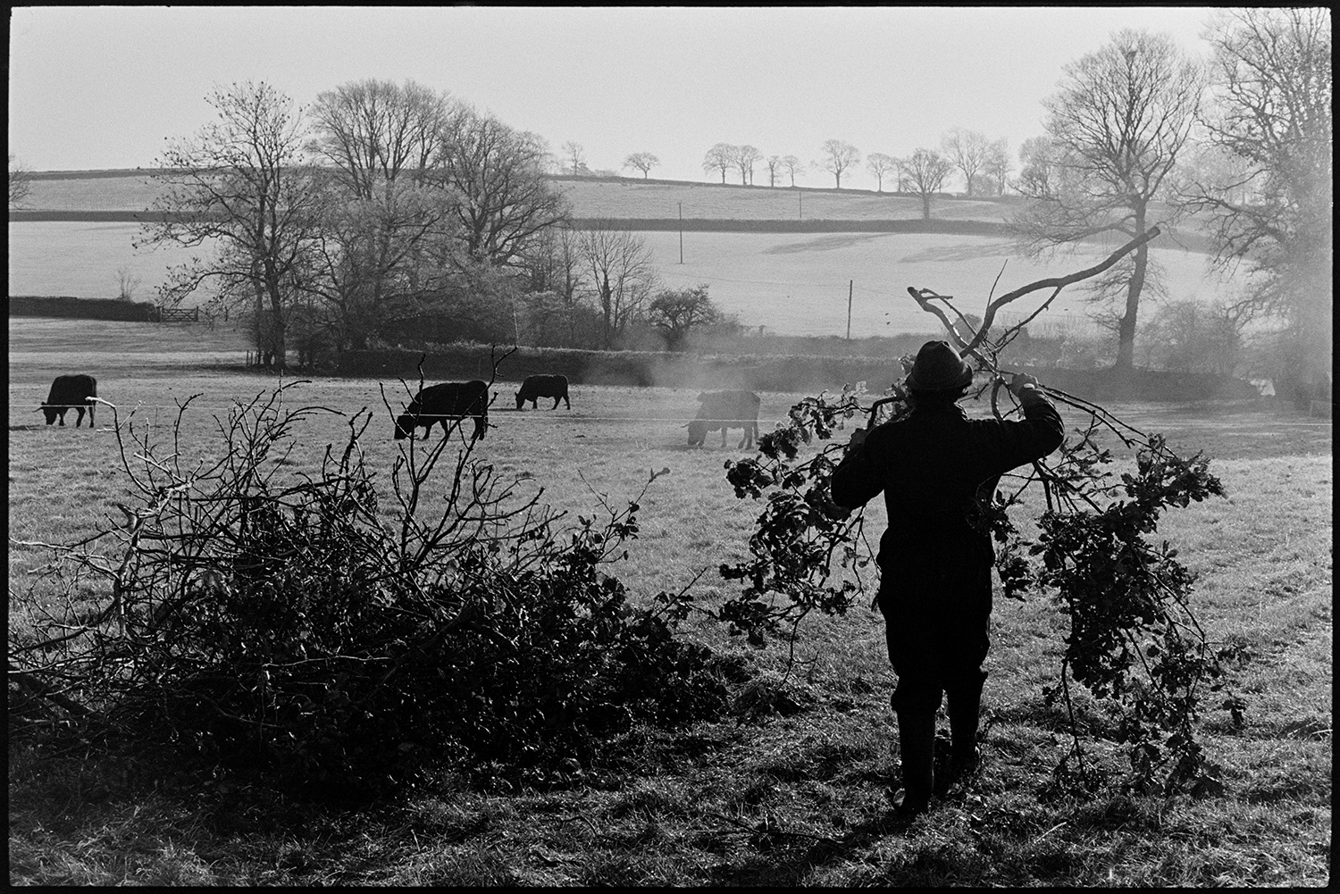 Farmer burning hedge clippings. 
[Stephen Squire burning hedge trimmings in a field at Lower Langham, Dolton. Cattle are grazing in the background.]
