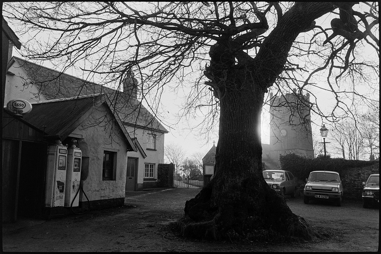 Oak tree in the middle of village. 
[The Burrington Oak in the middle of Burrington village. Petrol pumps and parked cars are by the oak tree and Burrington Church tower can be seen in the background.]