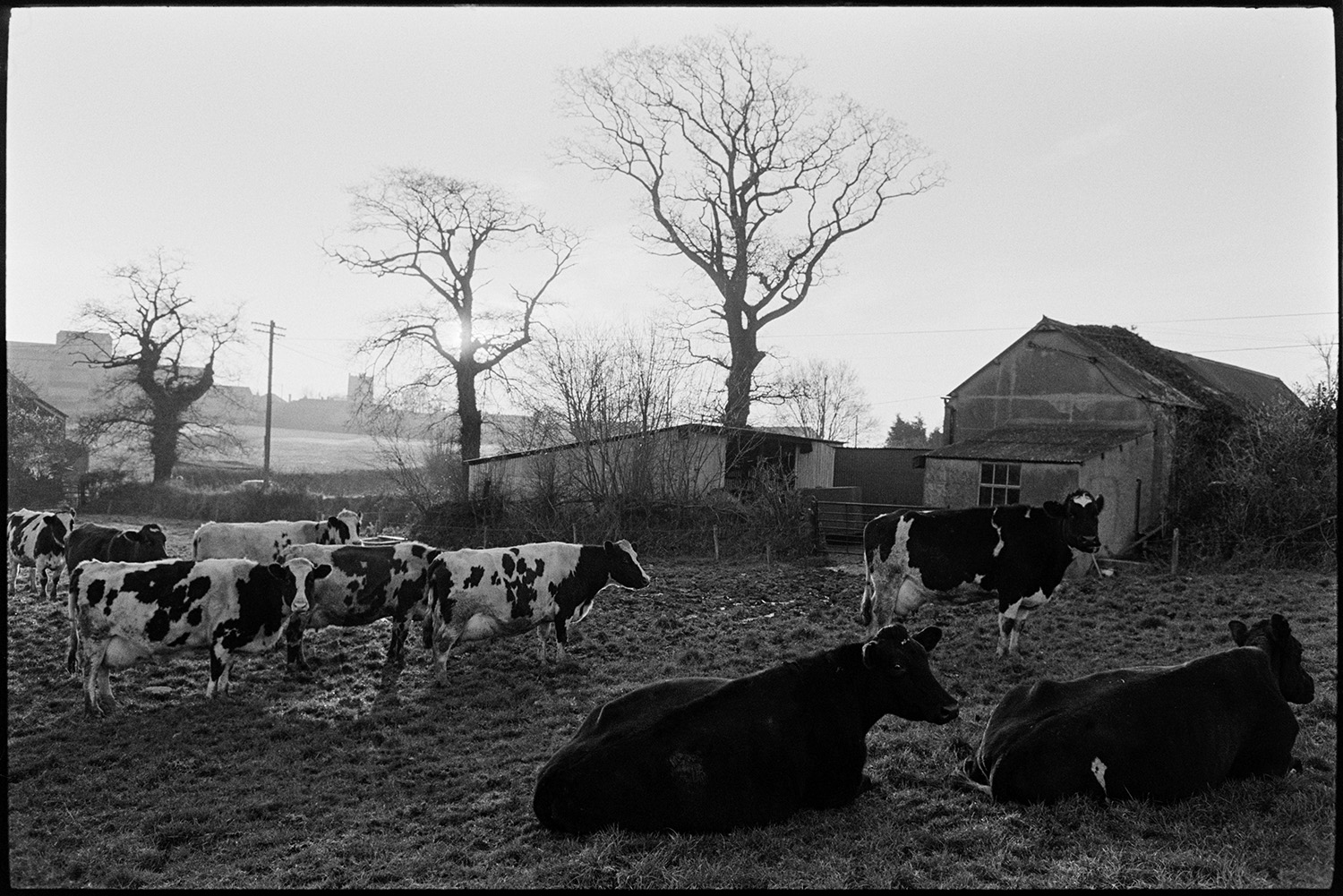 Road, cows in field on freezing day. 
[Cows in a field at Burrington on a cold day. Barns and trees can be seen in the background.]