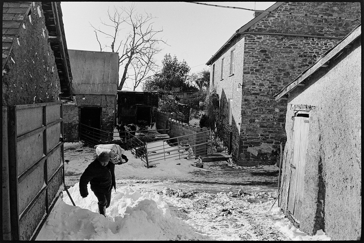 Snow, farmer carrying sacks of feed to cows in yard during snow, filling trough. 
[John Lock carrying a sack of feed through a snow covered farmyard at Cleave, Dolton to take to cattle. He is passing the farmhouse and barns.]