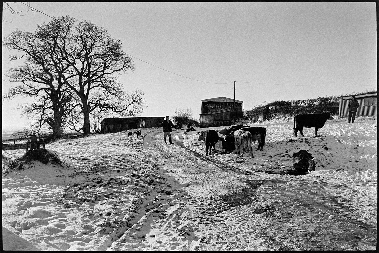 Snow, feeding cows and sheep, cows and calves. 
[A man and woman checking cattle in a snow covered field at Parsonage, Iddesleigh. Barns and elm trees are visible in the background and they are accompanied by two dogs.]
