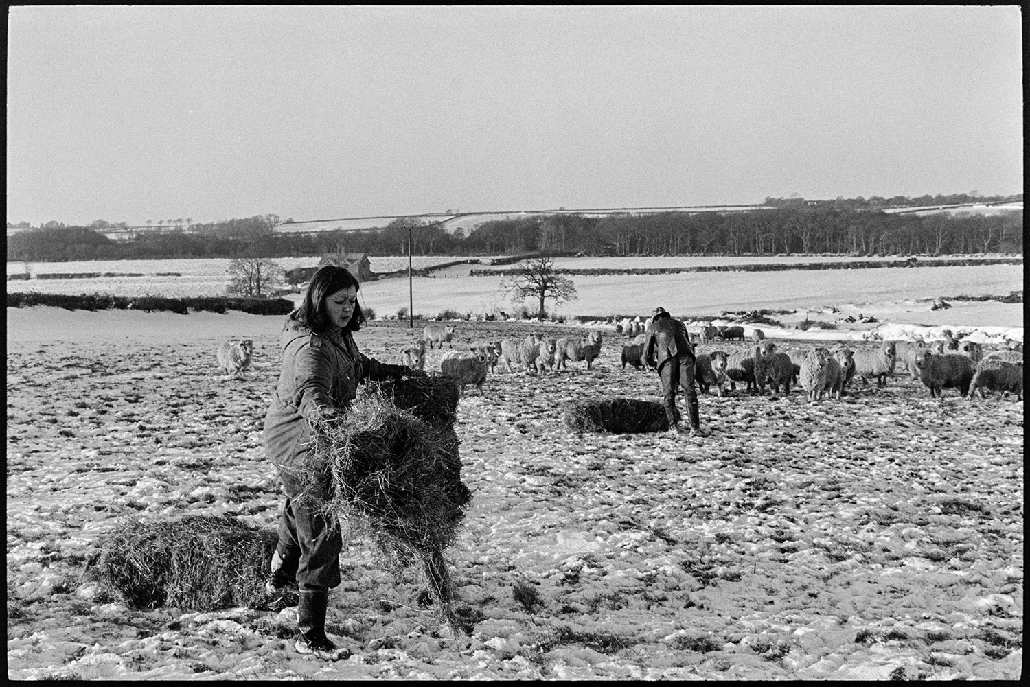 Snow, feeding cows and sheep, cows and calves. 
[A woman and man putting out hay for sheep in a snow covered field at Parsonage Farm, Iddesleigh. Fields and a wooded area can be seen in the background.]