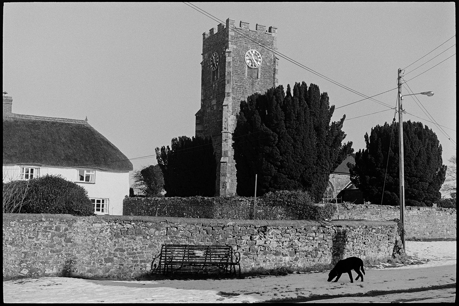 Snow, church with tower and dog. 
[A dog walking along a snowy street past a stone wall and bench in Coldridge. The church tower and a thatched cottage can be seen in the background.]