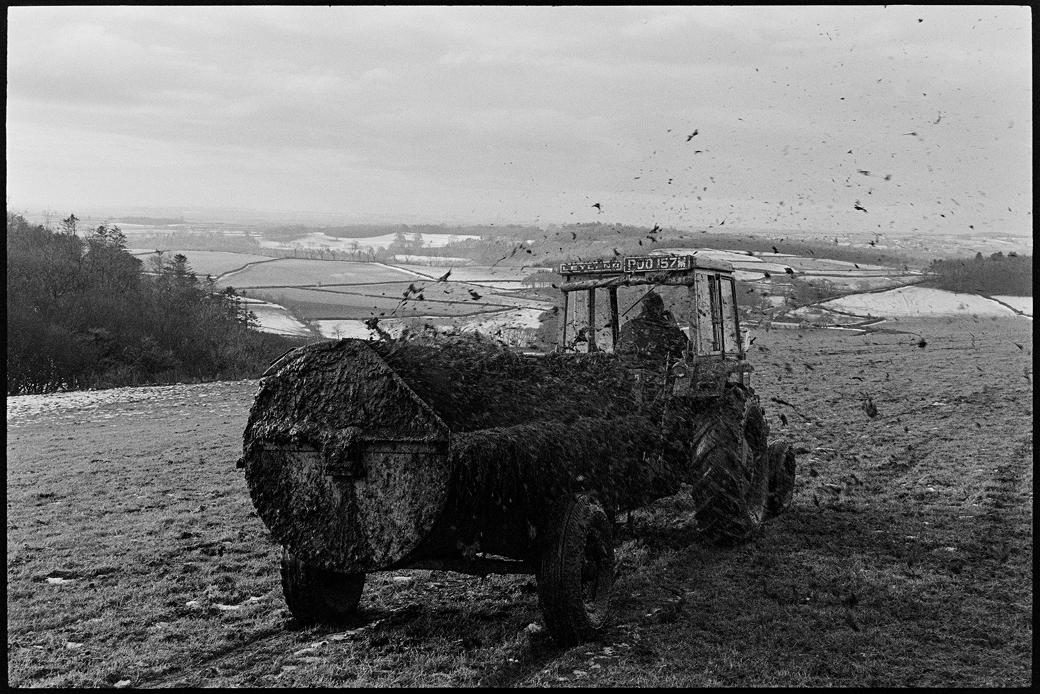 Snowy landscape with cows and farmer muckspreading. 
[A person muckspreading with a tractor and muck spreader in a field at Harepath, Beaford. A landscape with snow covered fields is visible in the background.]
