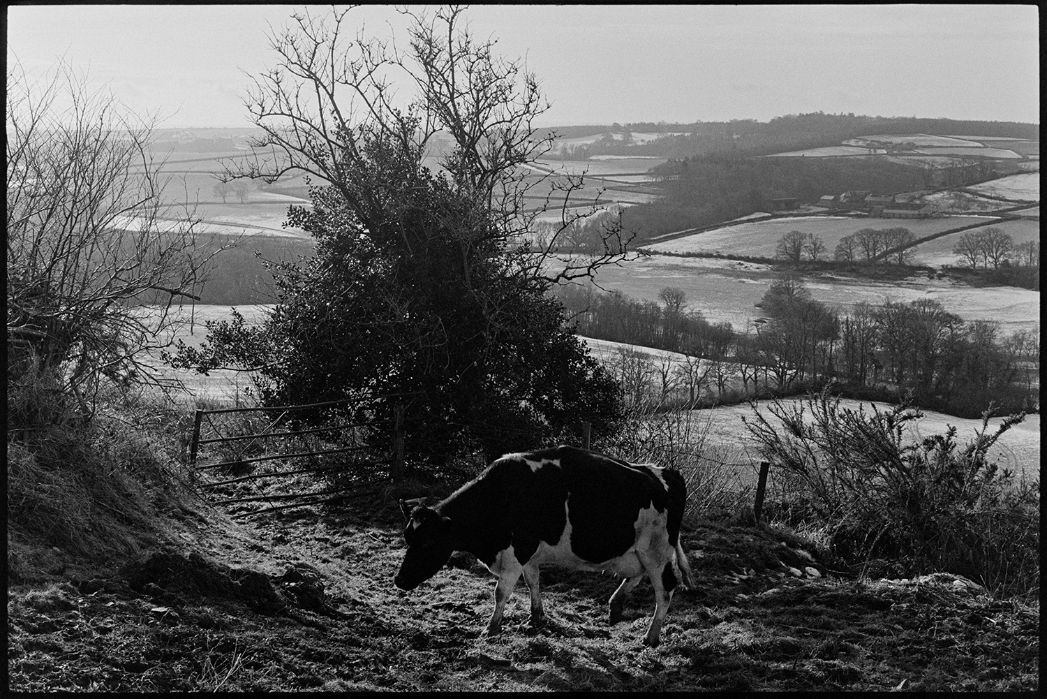 A pregnant cow by a field gate at Harepath, Beaford. A landscape with fields and trees can be seen in the background. Some of the fields have patches of snow.]