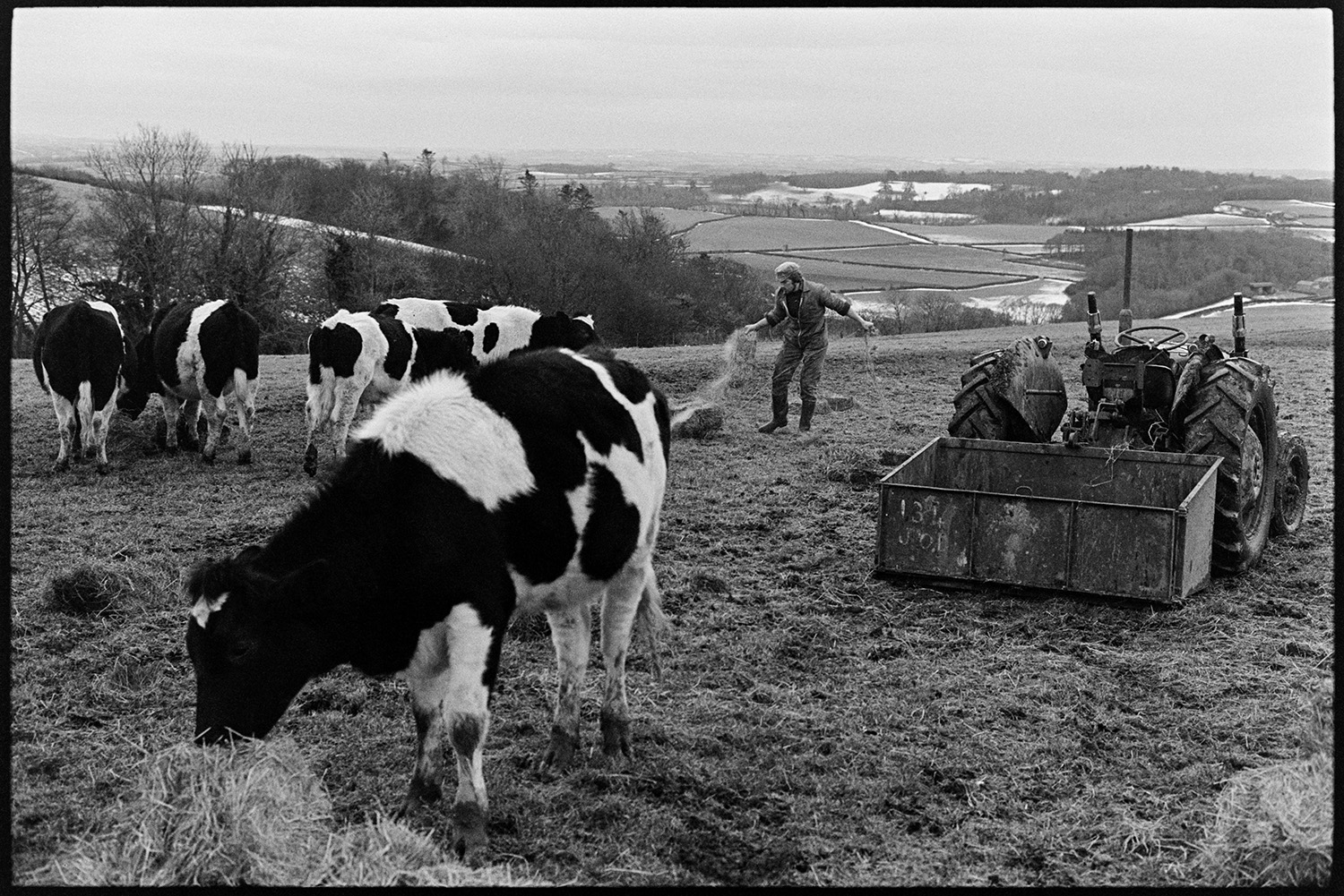 Farmers feeding cows, checking new born calves. 
[Simon Berry feeding hay to cattle in a field at South Harepath, Dolton. His tractor and ink box are parked in the field. Snowy fields can be seen in the background.]