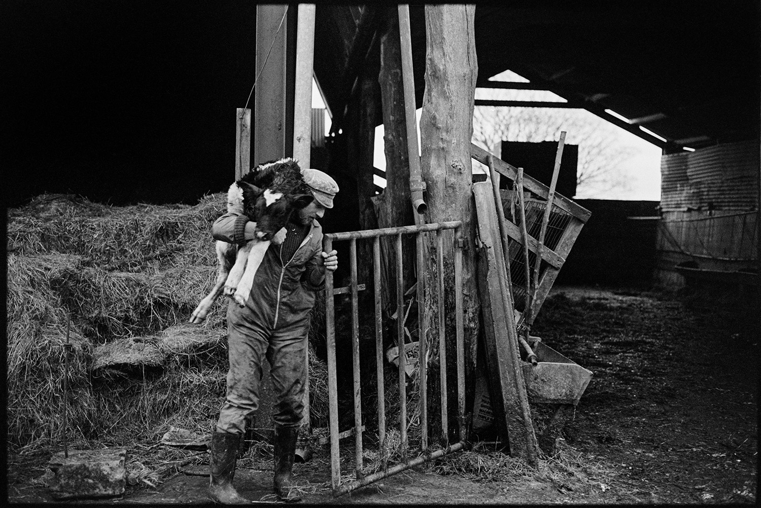 Farmers feeding cows, checking new born calves. 
[Simon Berry carrying a calf into a barn at South Harepath, Beaford. He is closing or opening a metal gate. Hay bales are visible in the barn behind him.]