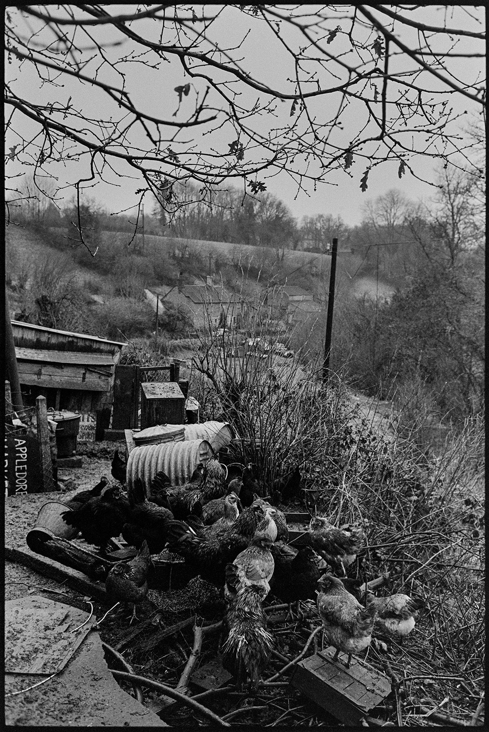 Chickens huddled together in the cold. 
[Chickens huddled together by a hedge to keep warm at Millhams, Dolton. Barrels and a wooden shed are visible in the background.]