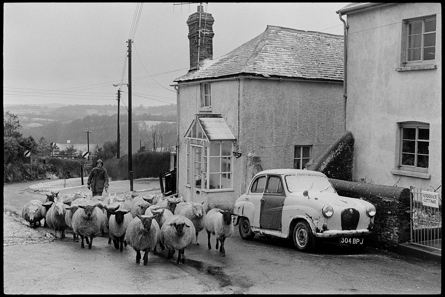 Man taking sheep through village. 
[Stephen Squire herding sheep along West Lane, Dolton, past cottages and a parked car.]
