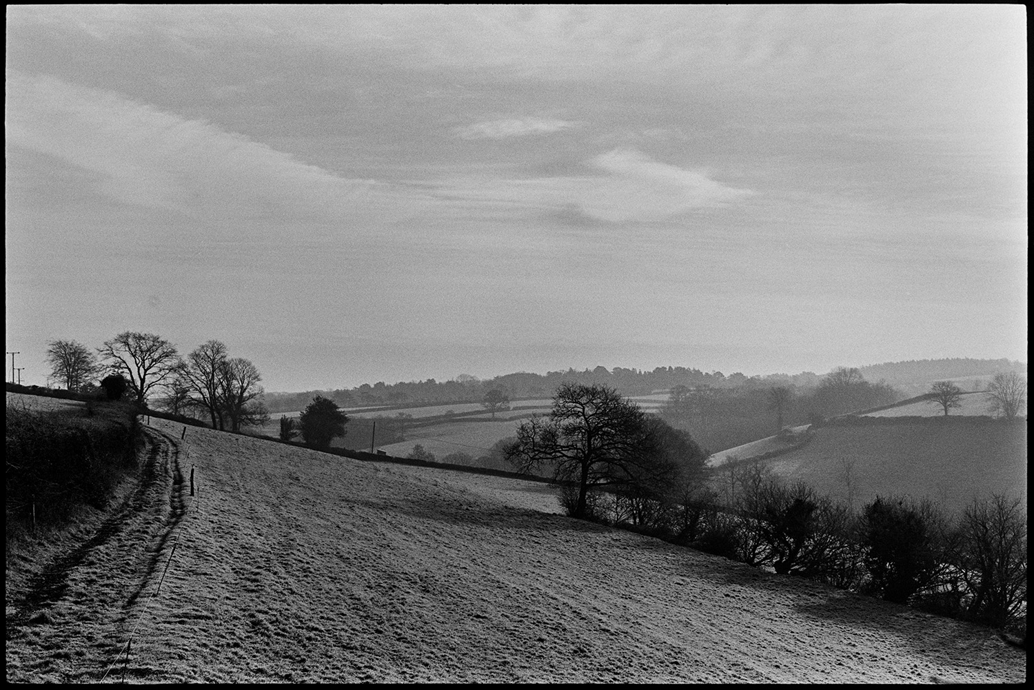 Landscape with sheep, early morning light. 
[A landscape of fields, trees and hedgerows in the early morning at Cleave, Dolton.]
