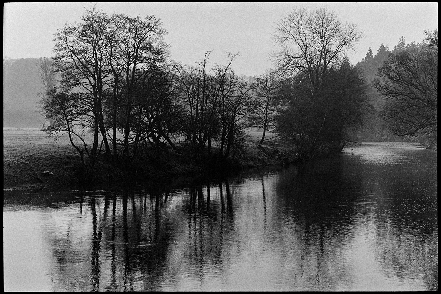 River bank with trees, early morning, large oaks against light. 
[Trees and fields on the banks of the River Torridge in the morning, at Halsdon, Dolton. Reflections of the trees can be seen in the river.]