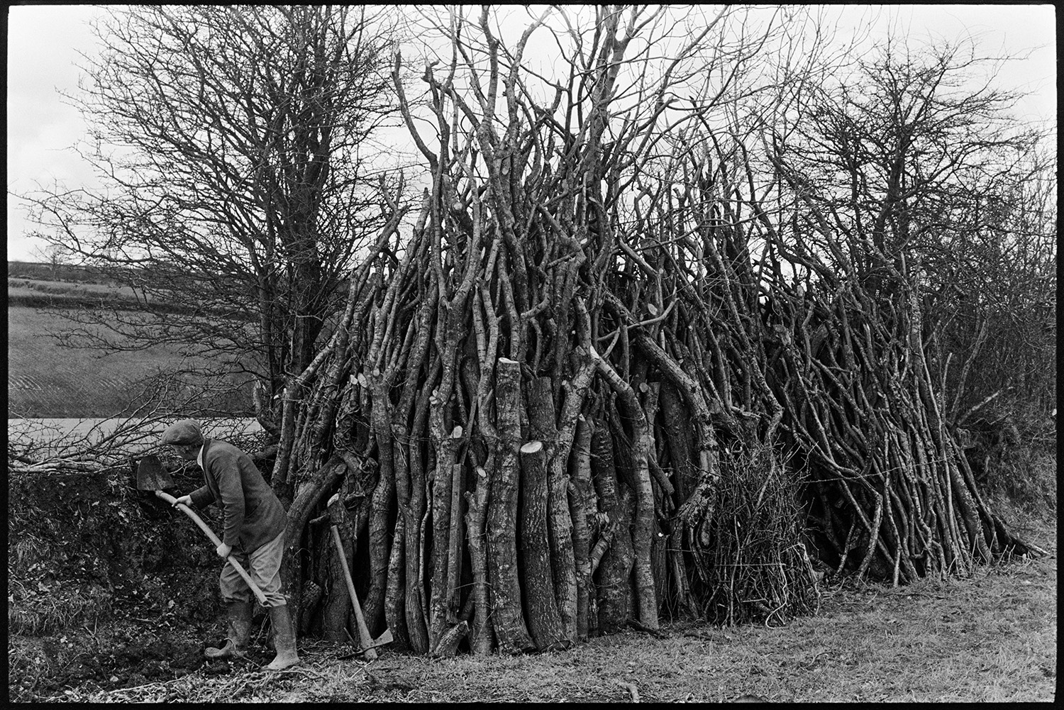 Man building up turf hedgebank (clatting), next to woodpile. 
[Mr Allin clatting, or building up a hedge with turf, next to a woodpile at Rectory Road, Dolton. He is using a shovel.]