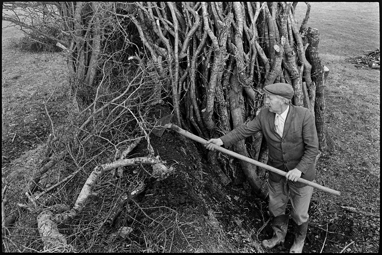 Man building up turf hedgebank (clatting), next to woodpile. 
[Mr Allin clatting or building up a hedge with pieces of turf, using a shovel, in a field at Rectory Road, Dolton. A woodpile is against the hedge behind him.]