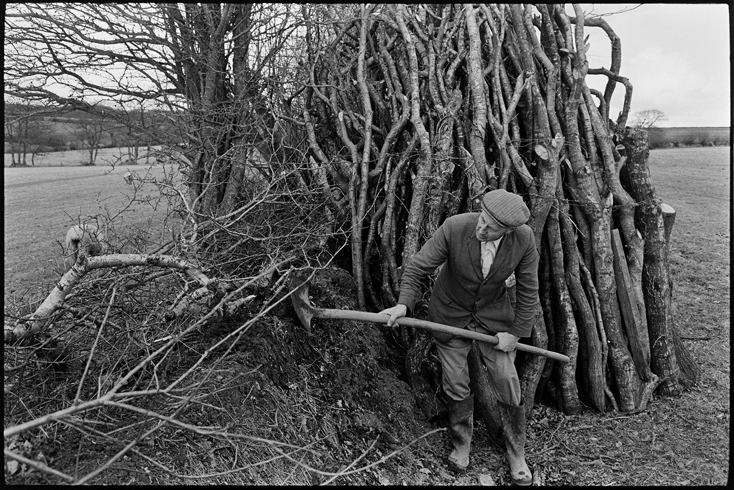 Man building up turf hedgebank (clatting), next to woodpile. 
[Mr Allin clatting or building up a hedge with pieces of turf, using a shovel, in a field at Rectory Road, Dolton. A woodpile is against the hedge behind him.]