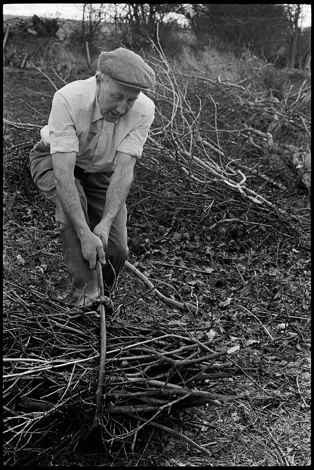 Man making bundles of sticks from hedge cuttings, faggots. 
[Mr Allen tying up a bundle of sticks, or faggots, next to a hedge in Dolton.]
