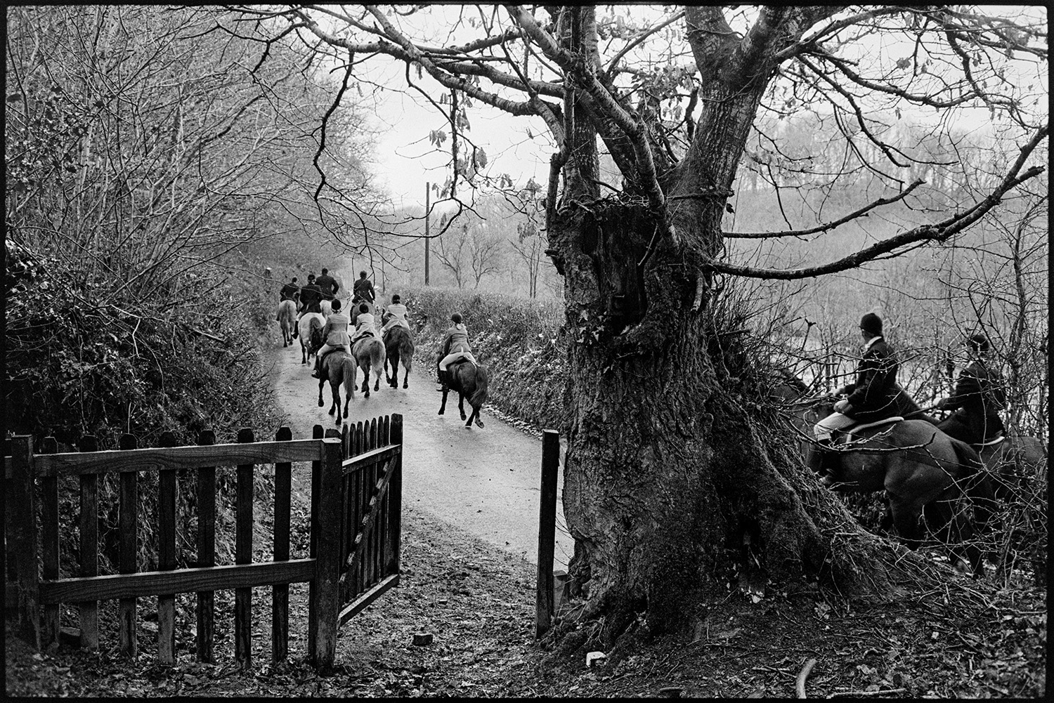 Hunt meet in village, setting off. 
[Horse riders setting off down a lane in Dolton on a hunt. An open wooden gate by a large tree trunk can be seen in the foreground.]